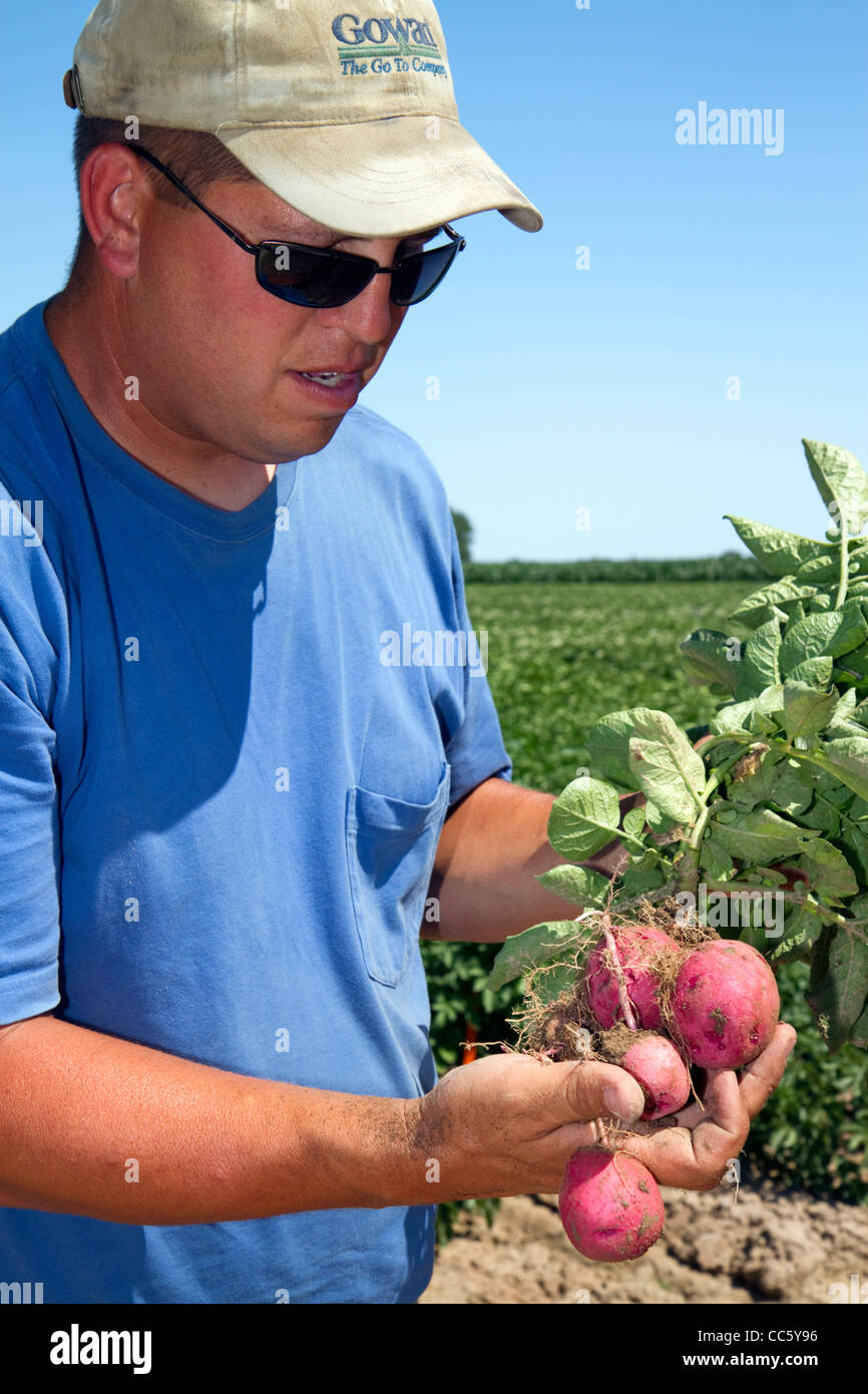 Farmer checking red potato growth in Canyon County, Idaho, USA. Stock Photo