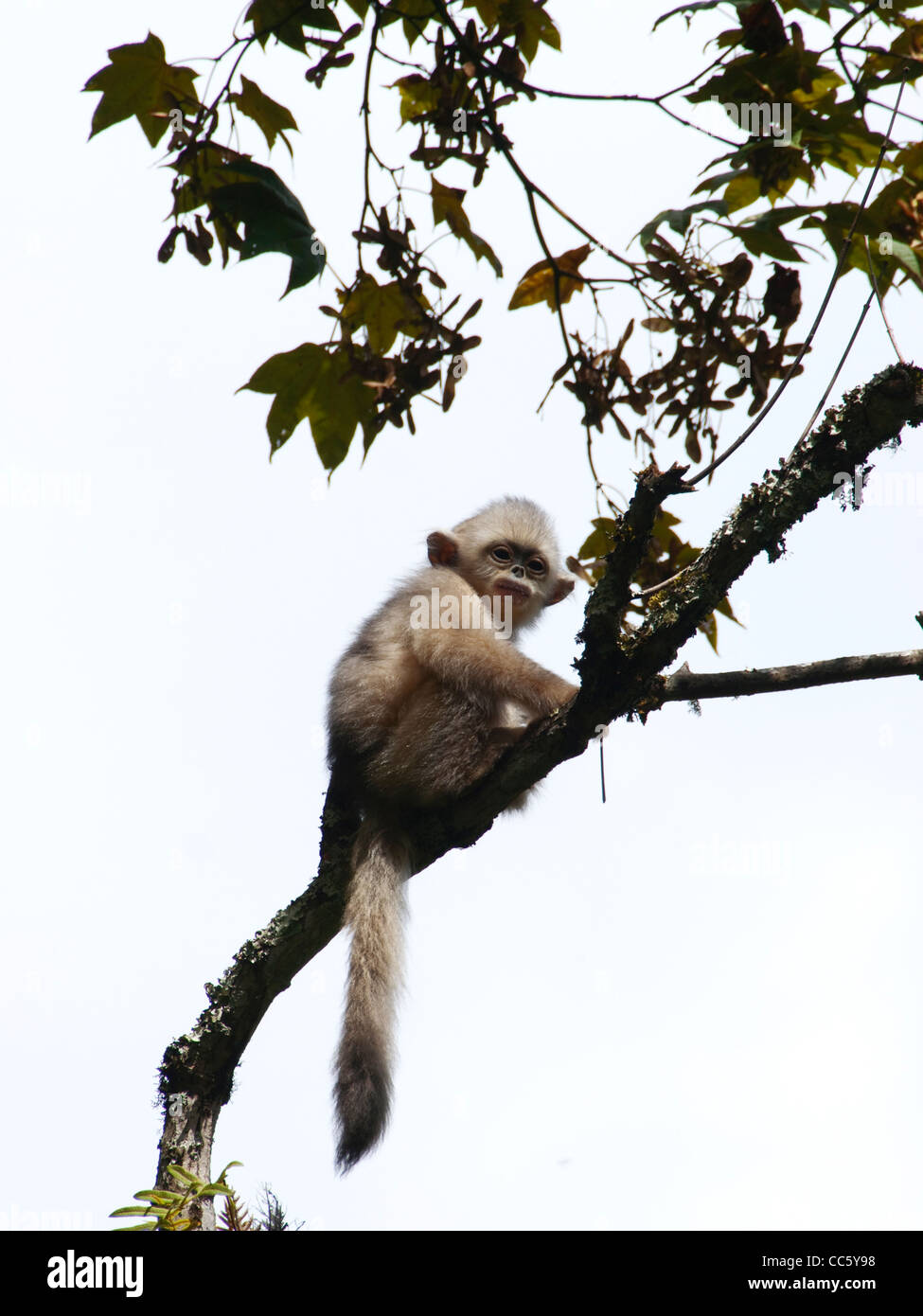 Black snub-nosed monkey cub on a branch, Yunling Mountains Nature Reserve, Nujiang, Yunnan , China Stock Photo