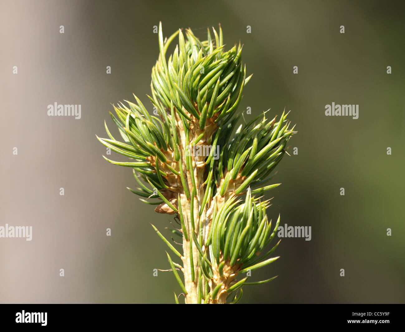 Norway spruce / Picea abies / Gemeine Fichte Stock Photo