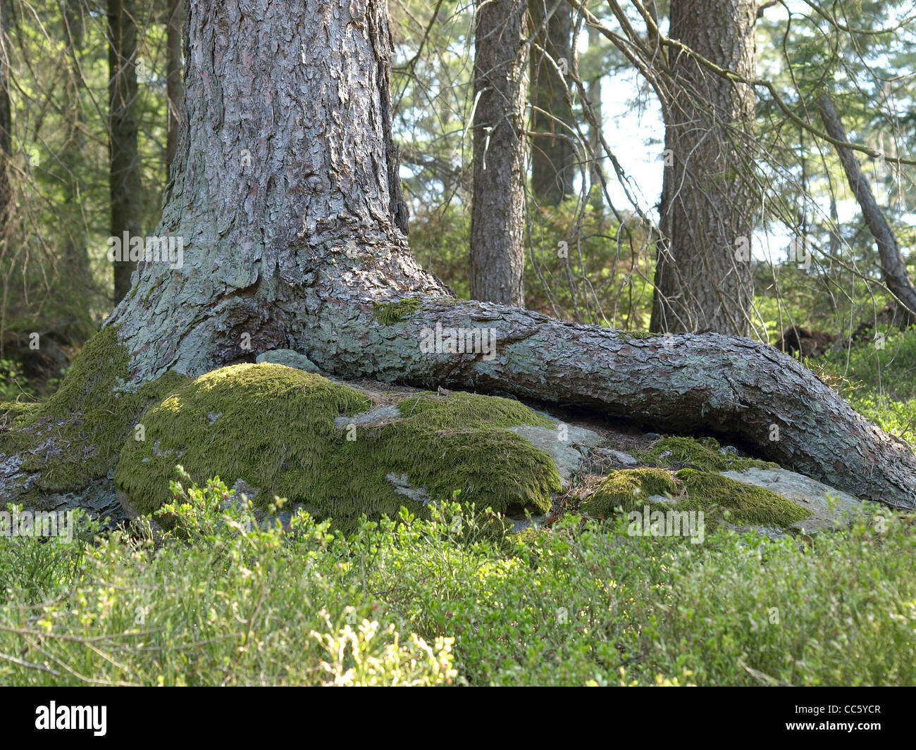 roots from a Norway Spruce on a rock / Picea abies / Wurzeln einer Gemeinen Fichte auf Felsen Stock Photo