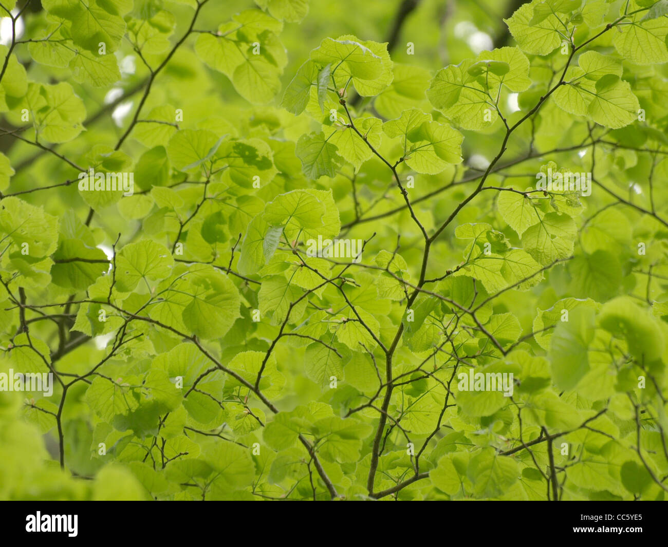 lime foliage / Tilia / Linde - Blätter Stock Photo