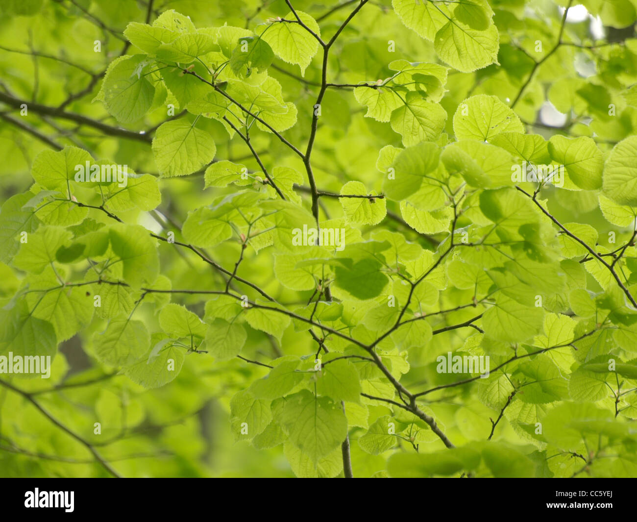 lime foliage / Tilia / Linde - Blätter Stock Photo