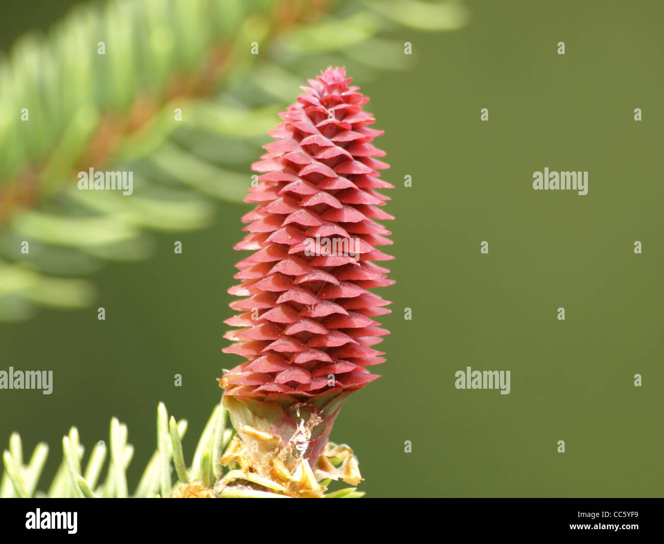 female blossom, cone from a Norway spruce / Picea abies / weibliche Blütenzapfen einer gemeinen Fichte Stock Photo