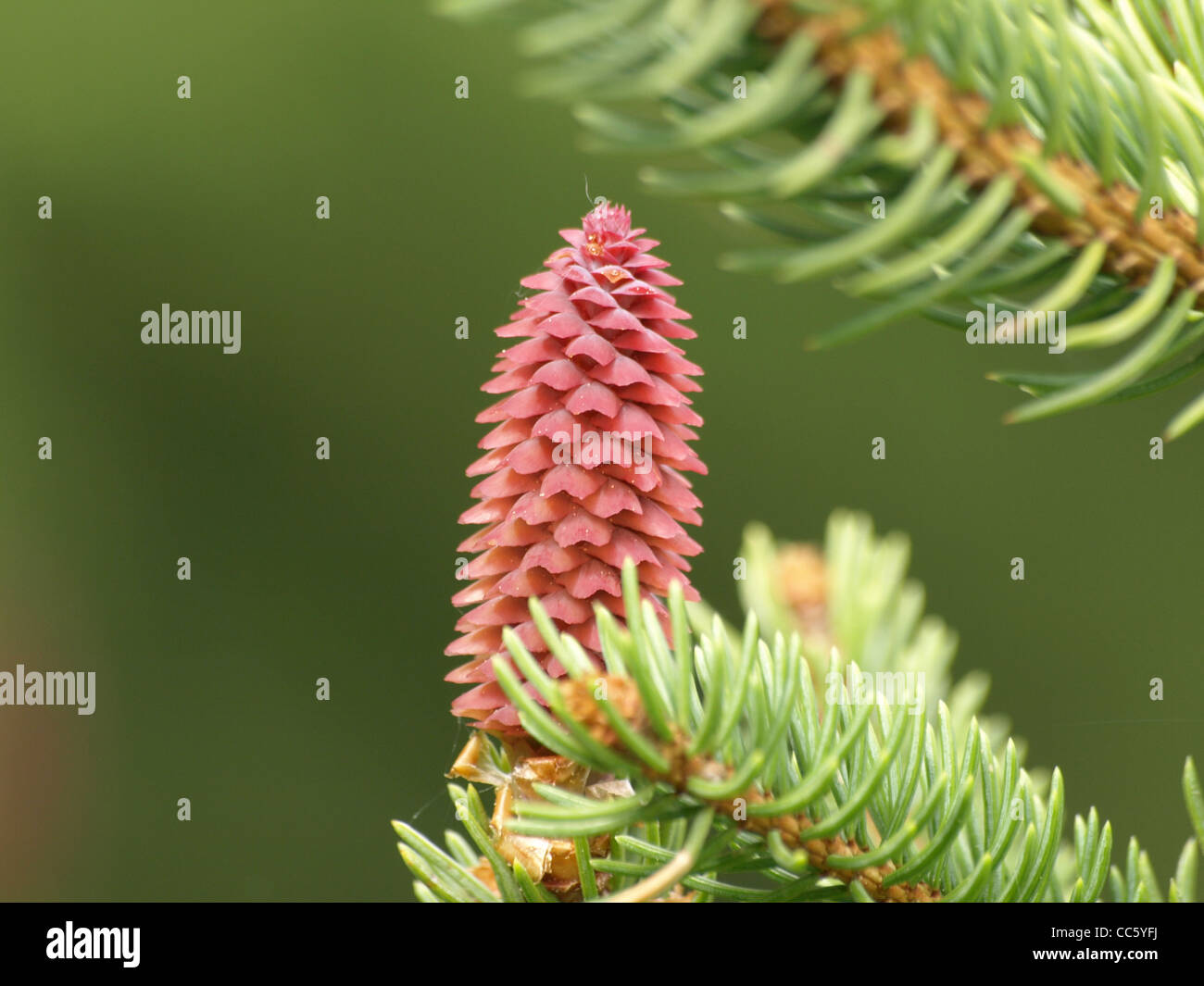 female blossom, cone from a Norway spruce / Picea abies / weibliche Blütenzapfen einer gemeinen Fichte Stock Photo