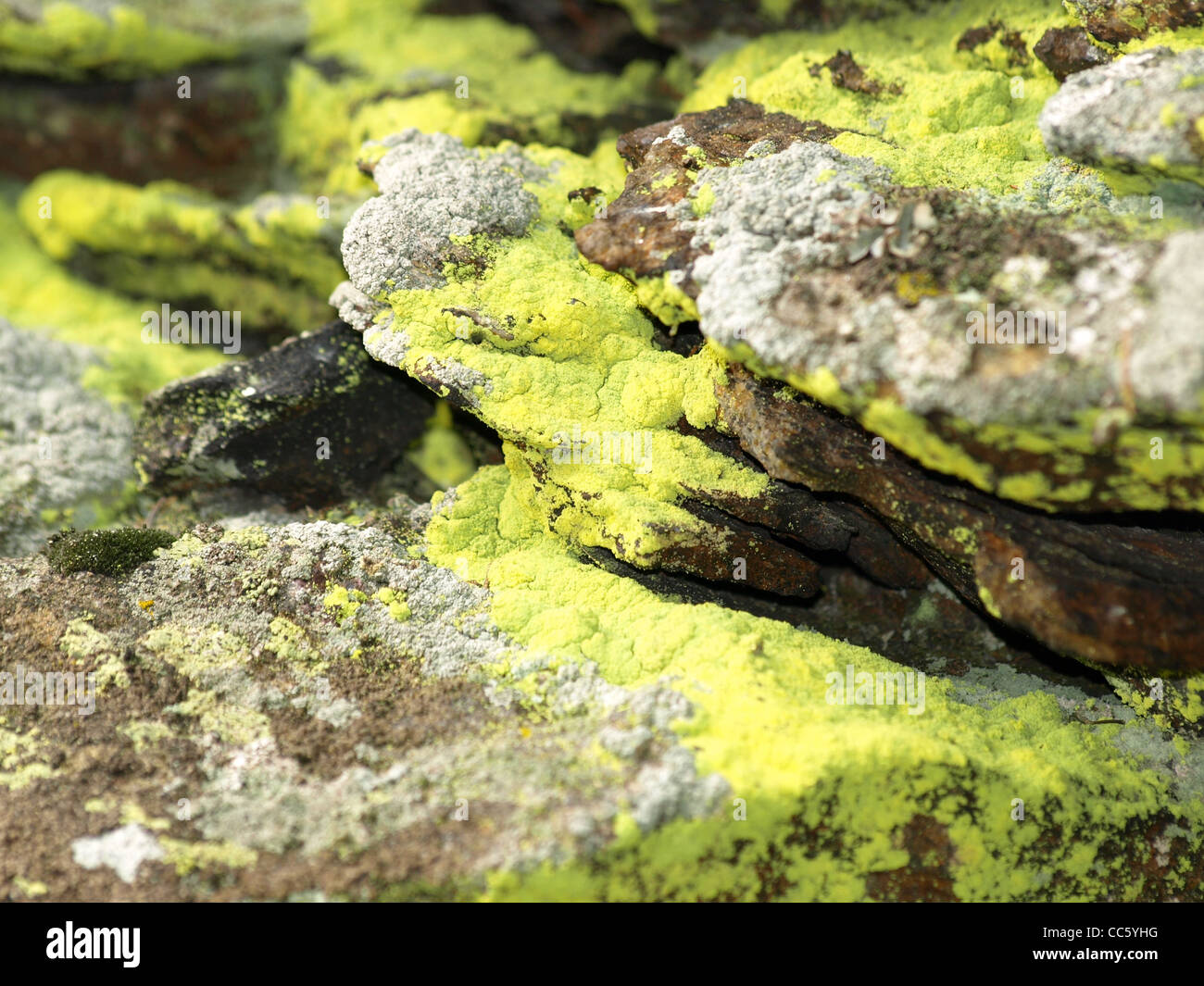 rock with lichen / Gestein mit Flechten Stock Photo