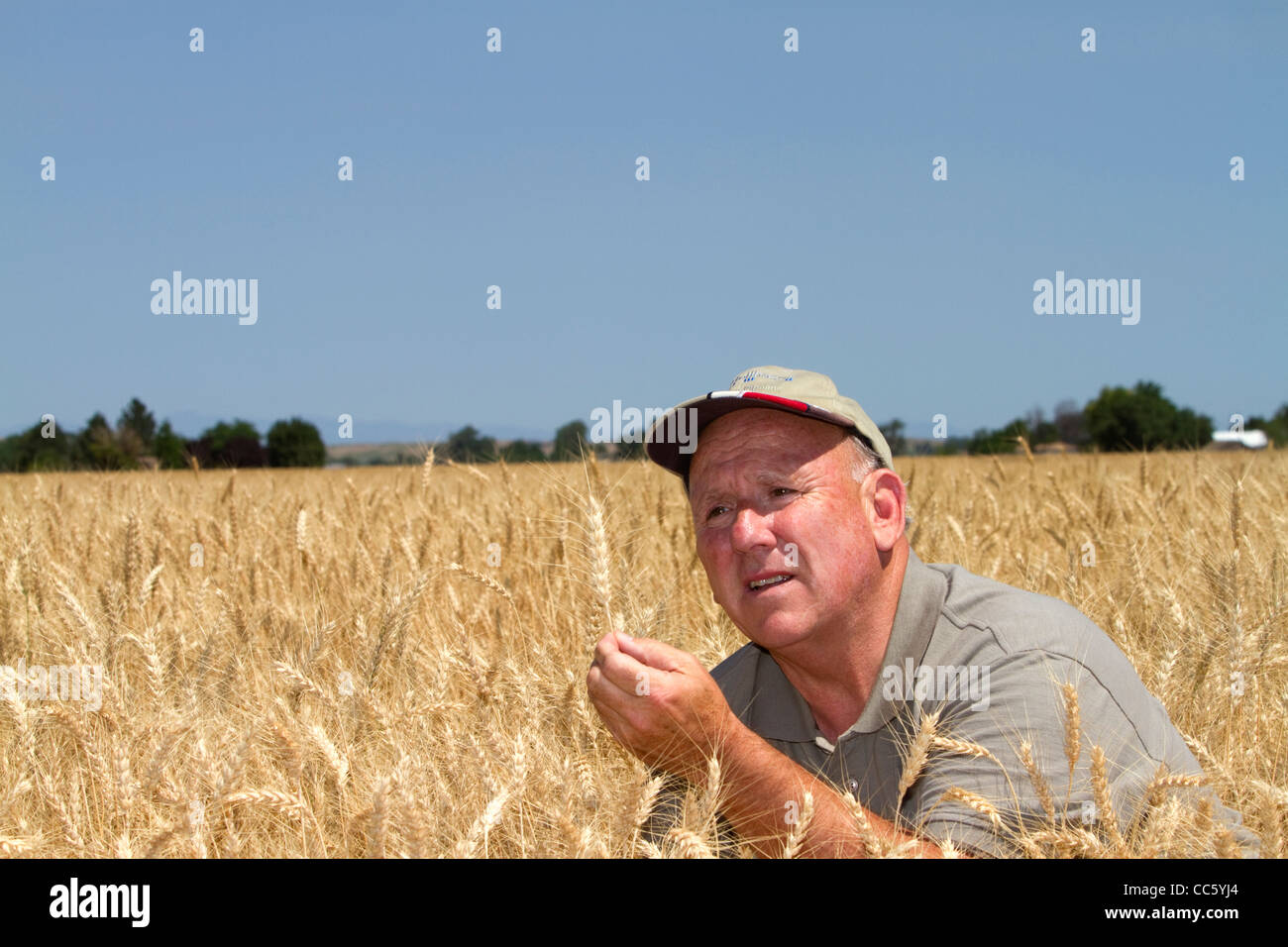 Farmer checking wheat crop for harvest time in Canyon County, Idaho, USA. MR Stock Photo