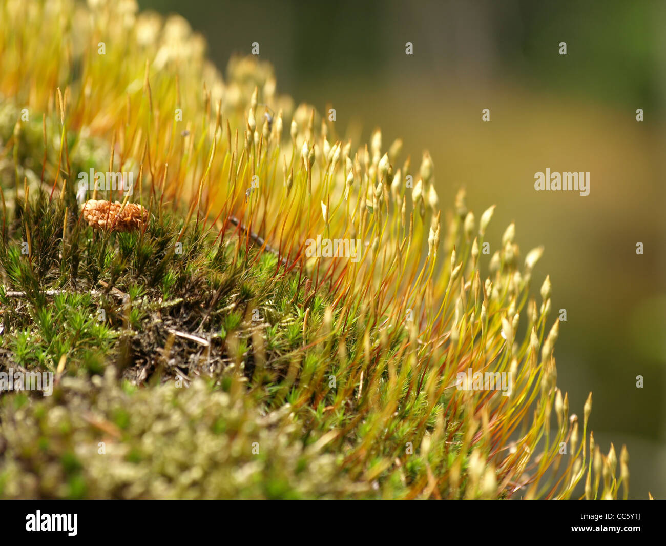 Haircap moss / Hair moss / Star moss / Polytrichum formosum / Schönes Frauenhaarmoos / Schönes Widertonmoos Stock Photo