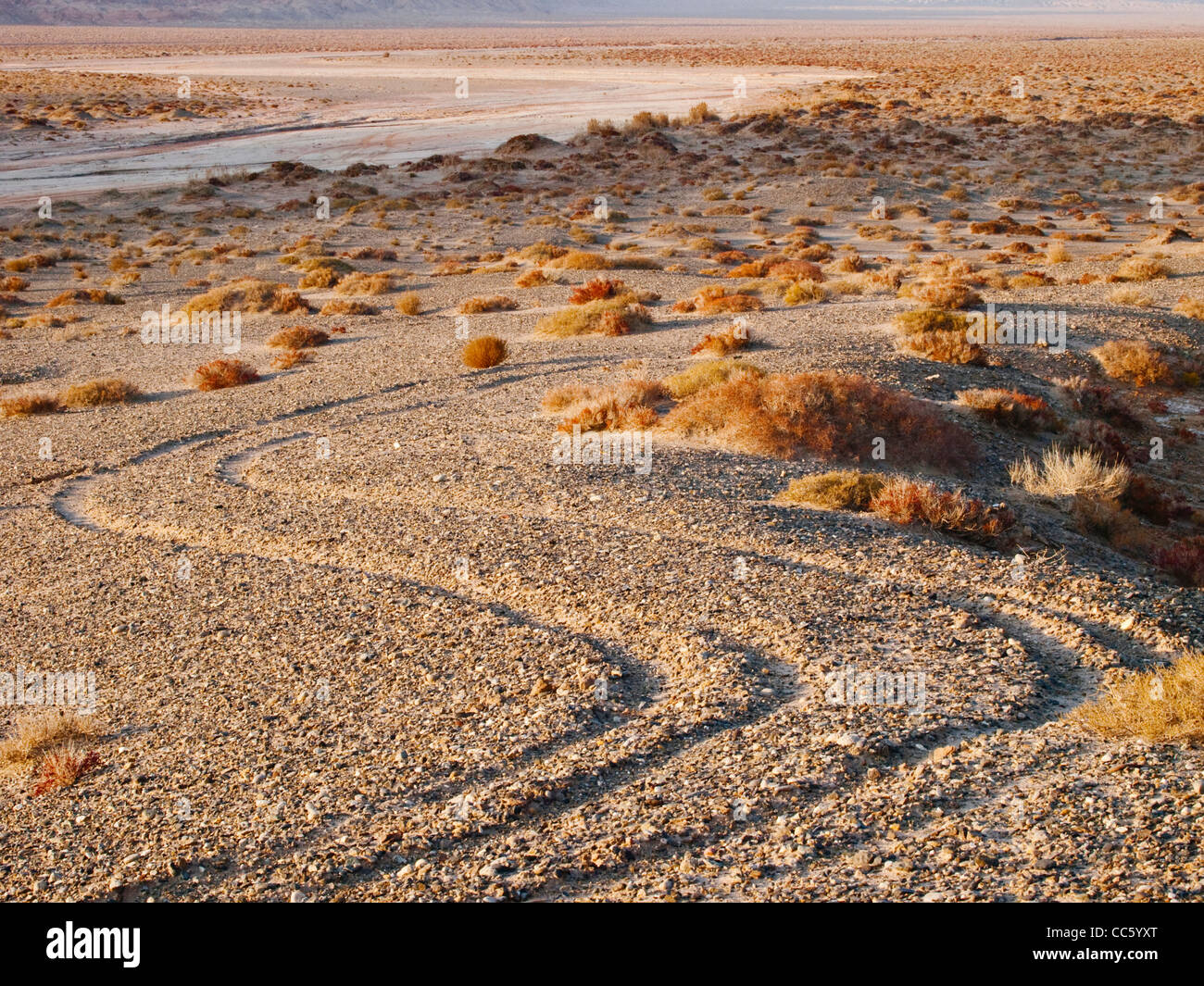 Tarim Basin with lots of Stellera chamaejasme Linn, Tarim Basin, Xinjiang, China Stock Photo