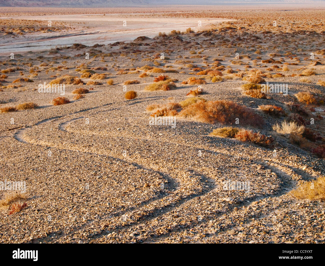 tarim basin