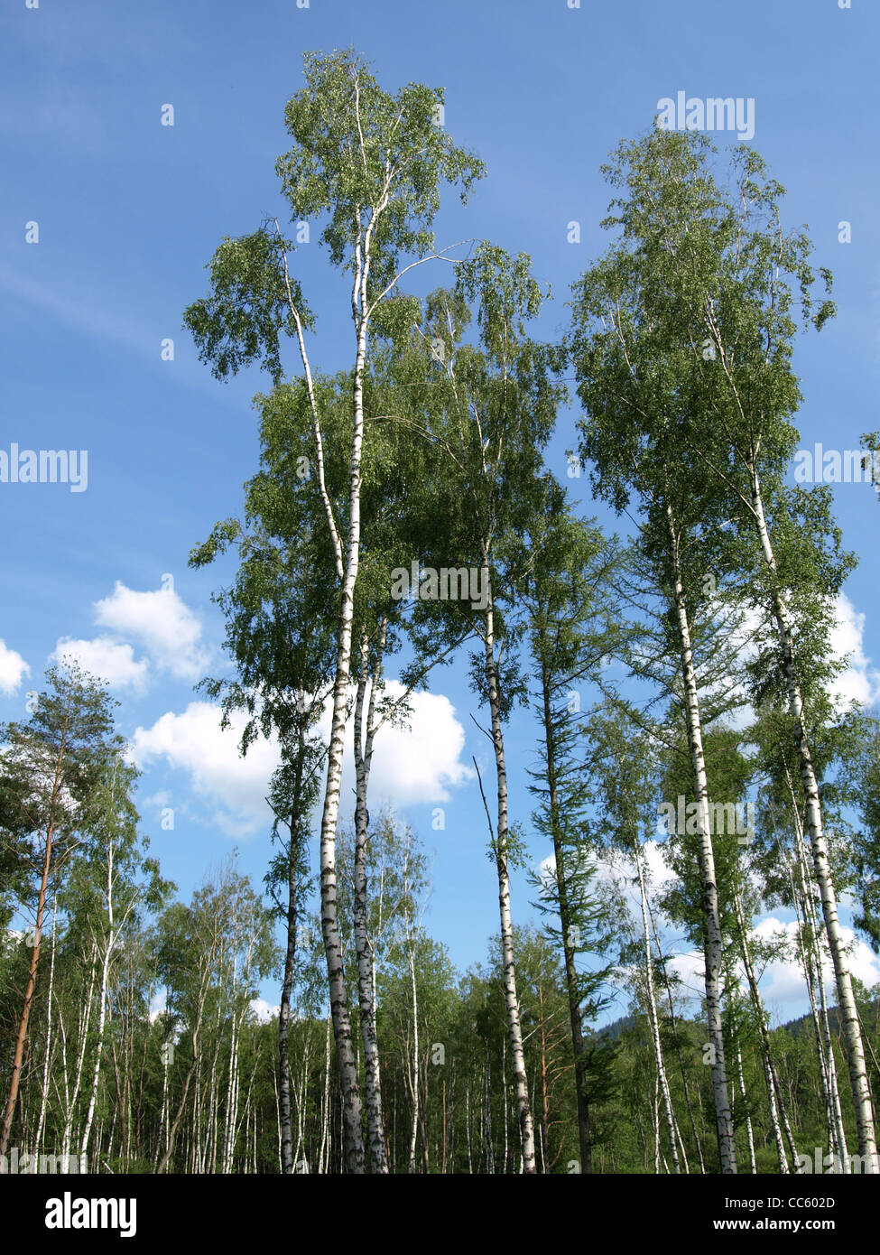 wood, birch trees and larchs in the Arrach high moor / Wald, Birken und ...