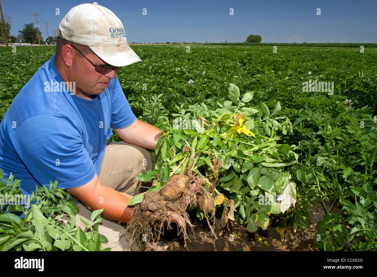 Farmer checking Idaho russet potato growth in Canyon County, Idaho, USA. Stock Photo