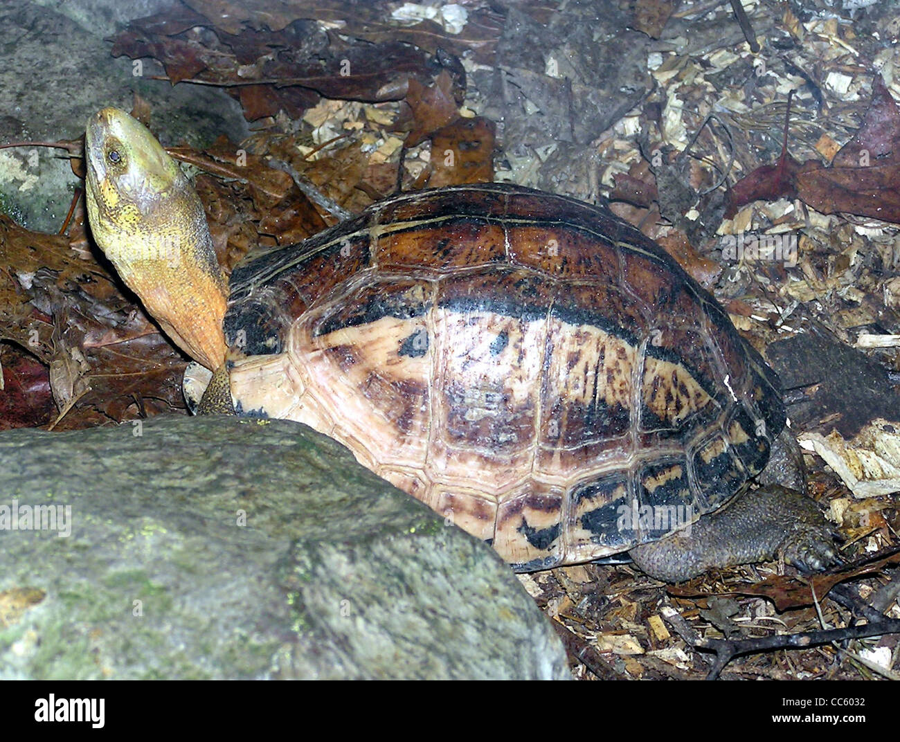 Southern Vietnamese Box Turtle Cuora (galbinifrons) picturata Stock Photo