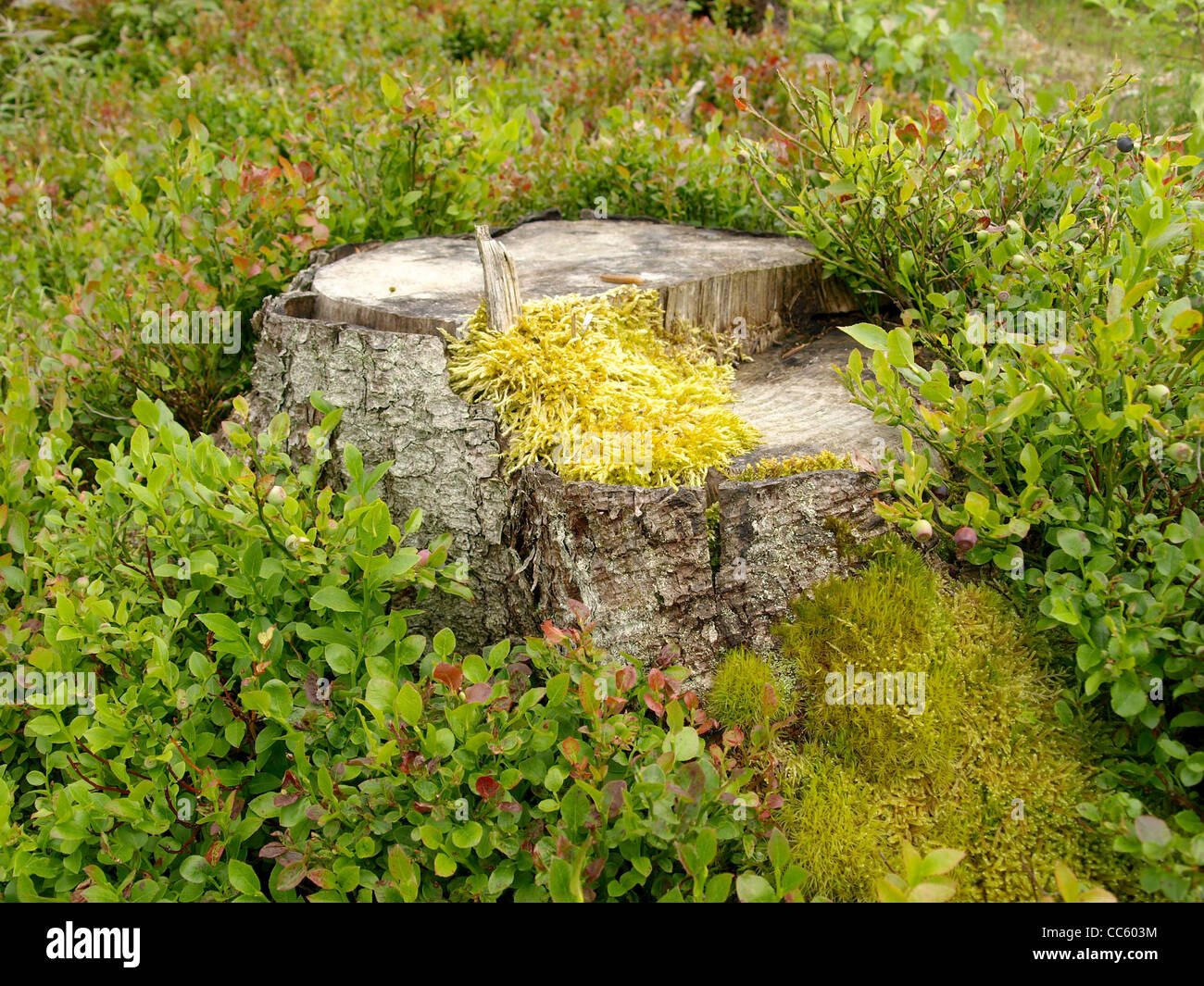 stump, snag, snub / Baumstumpf Stock Photo Alamy
