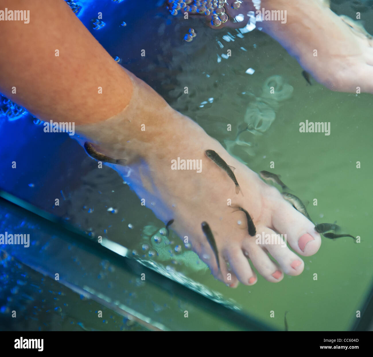 the nibble fish in water at a spa also known as the Garra Rufa fish Stock Photo