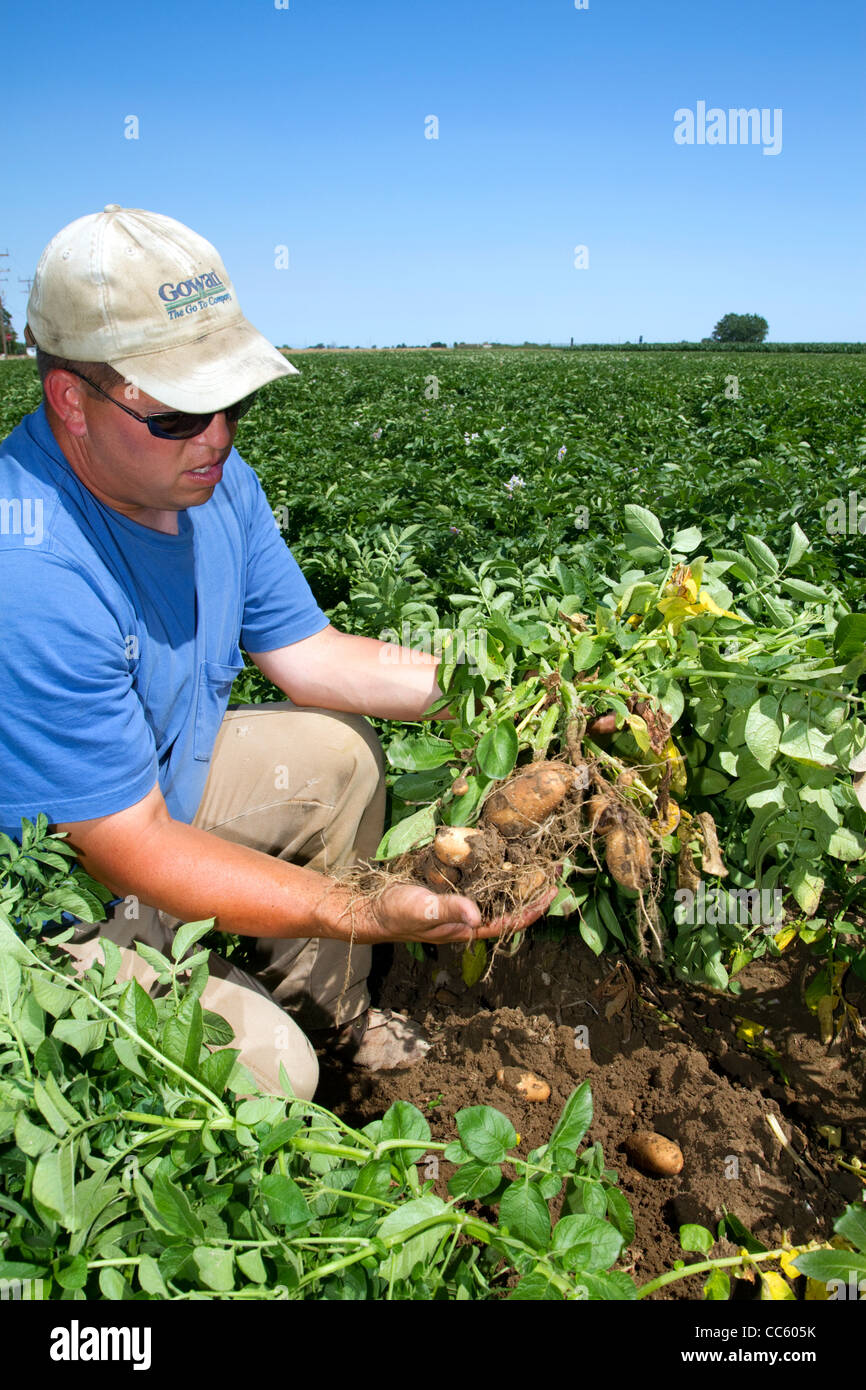 Farmer checking Idaho russet potato growth in Canyon County, Idaho, USA. Stock Photo