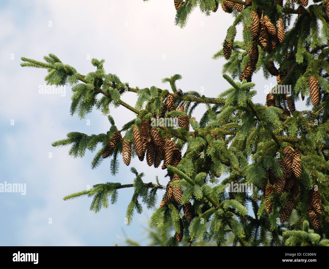 Norway spruce with cones / Picea abies / Gemeine Fichte mit Zapfen Stock Photo