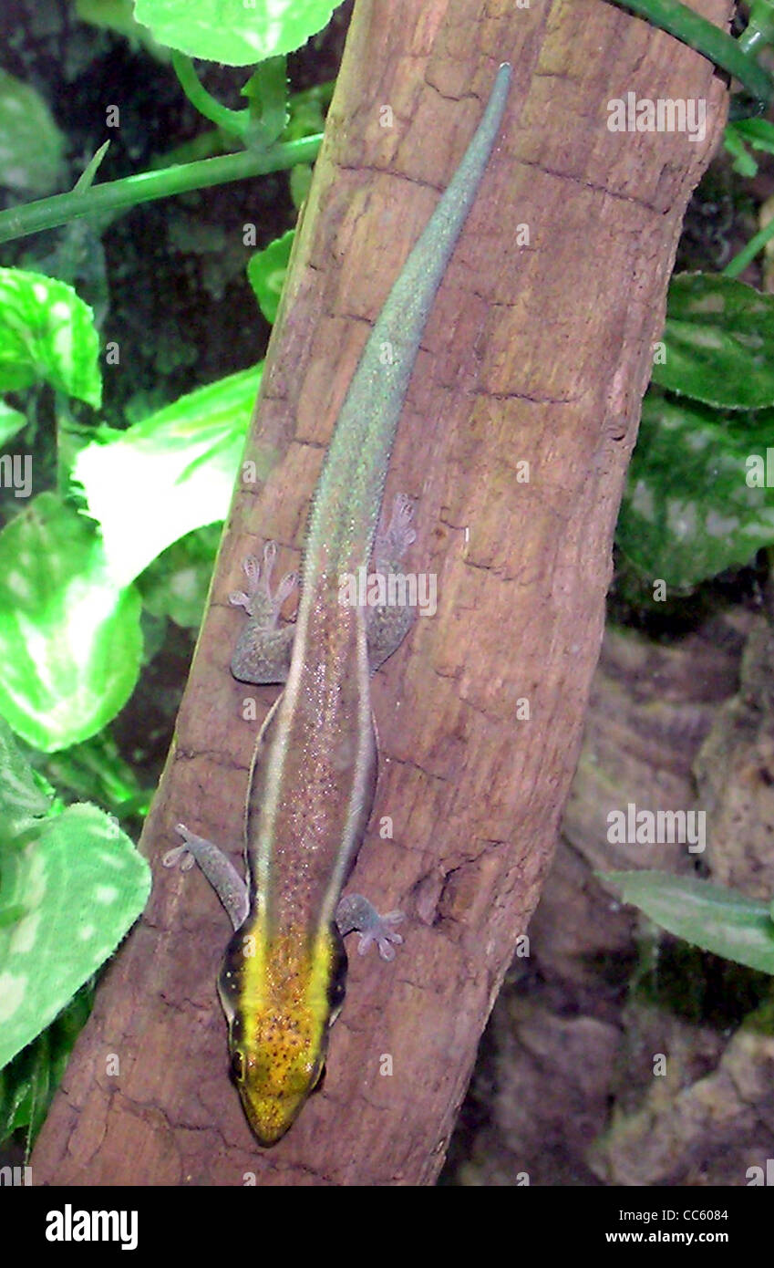 Yellow-headed day gecko Phelsuma klemmeri at Bristol Zoo, Bristol, England. Stock Photo
