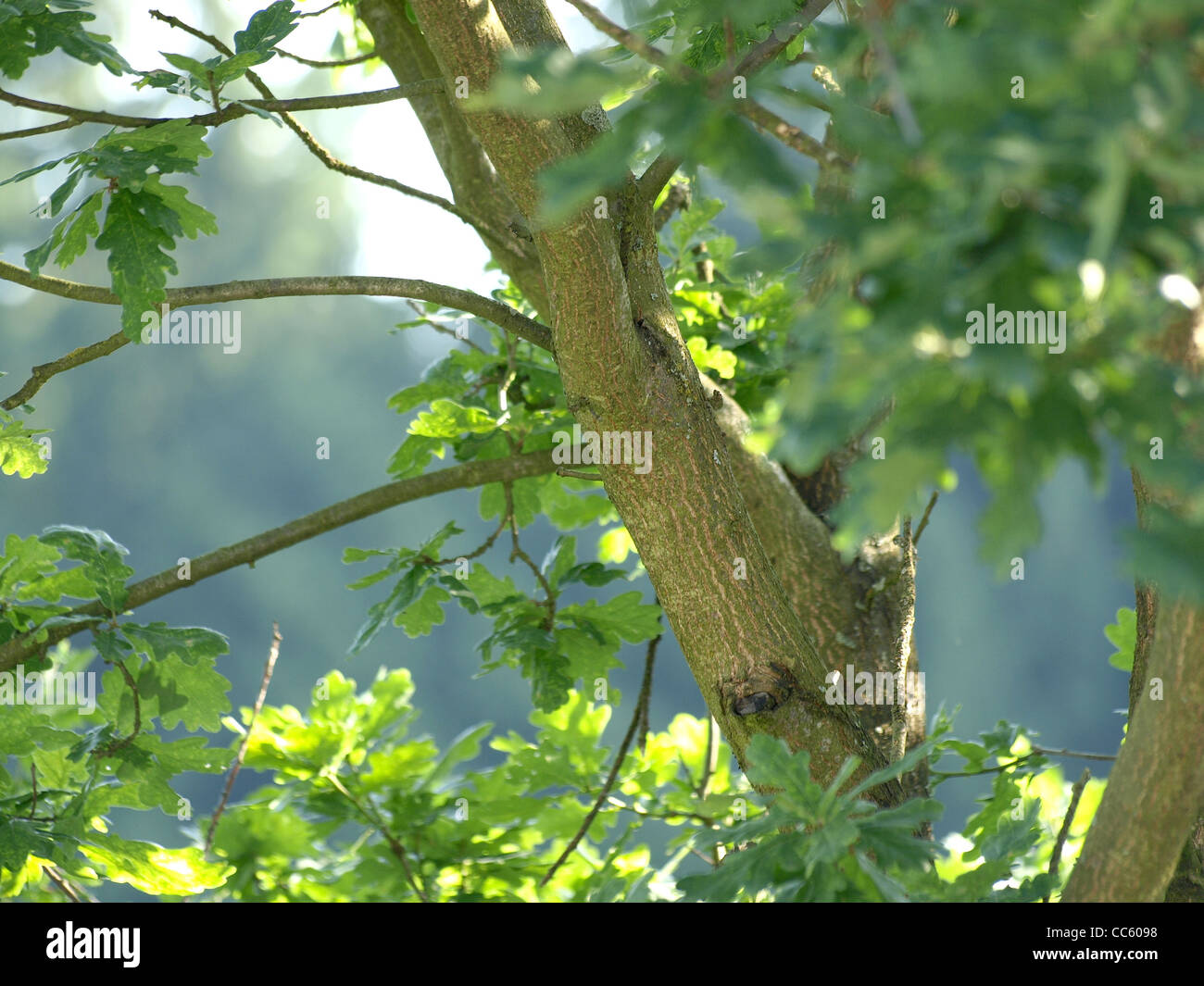 English Oak, tree / Quercus robur  / Stiel-Eiche Stock Photo