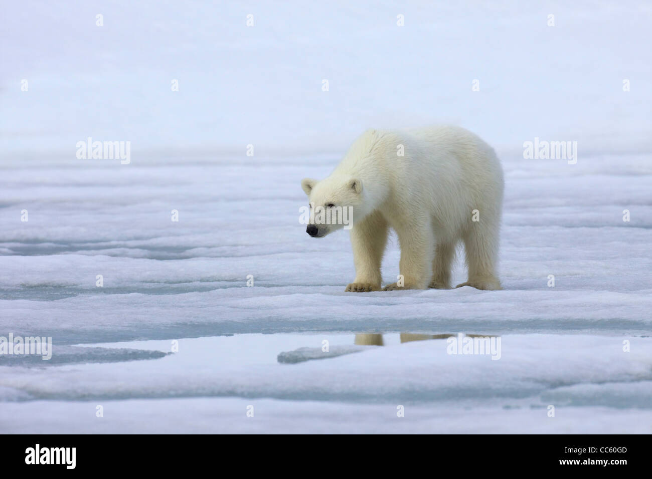 Young male sub-adult polar bear on sea pack-ice, Spizbergen, Svalbard, Arctic Norway, Europe Stock Photo