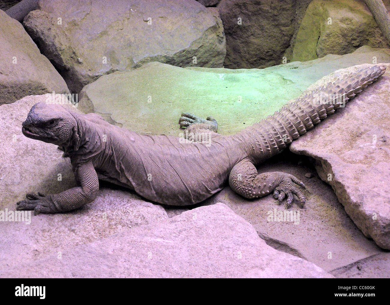 Egyptian spiny tail lizard Uromastyx aegyptius at Bristol Zoo, Bristol, England. Stock Photo