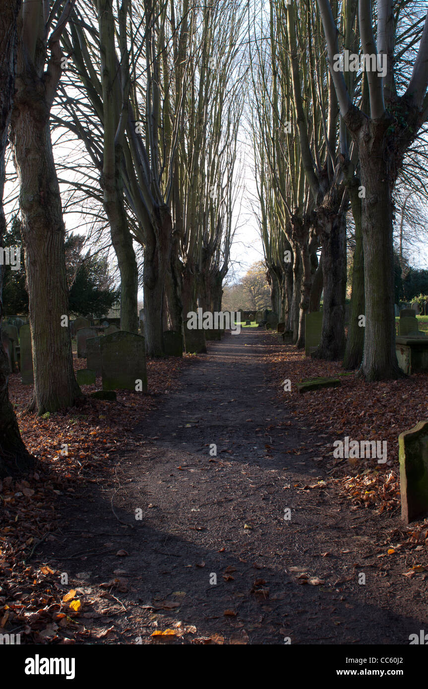 Avenue of lime trees, St. Nicholas churchyard, Kenilworth, UK Stock