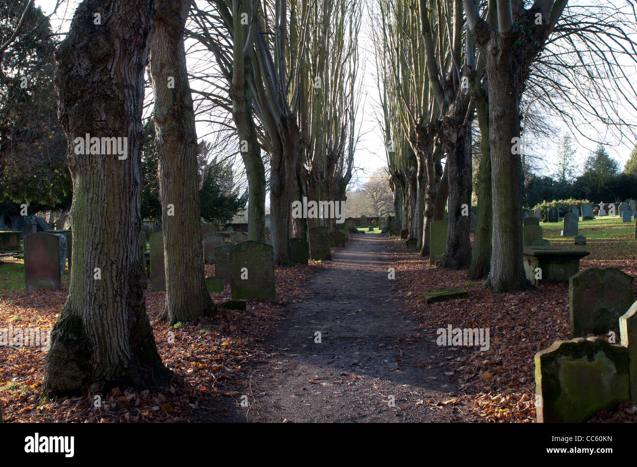 Avenue of lime trees, St. Nicholas churchyard, Kenilworth, UK Stock