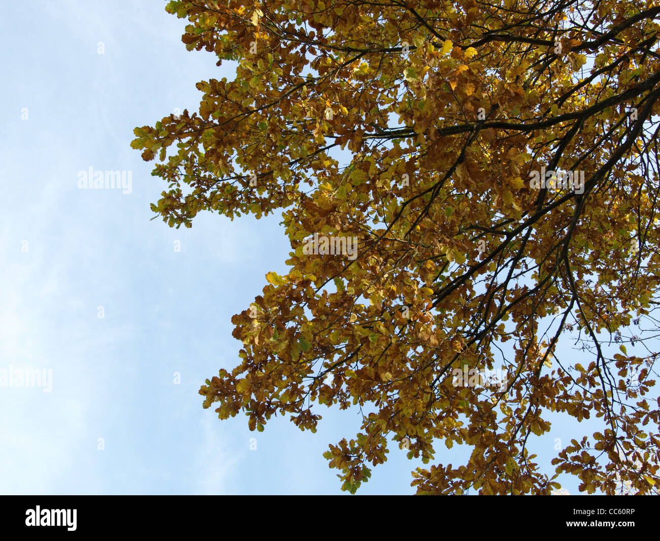 English Oak, tree / Quercus robur  / Stiel-Eiche Stock Photo