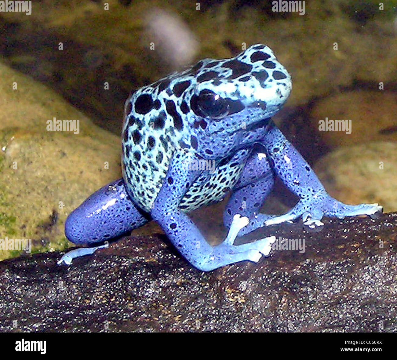 Blue poison dart frog dendrobates azureus at bristol zoo hires stock