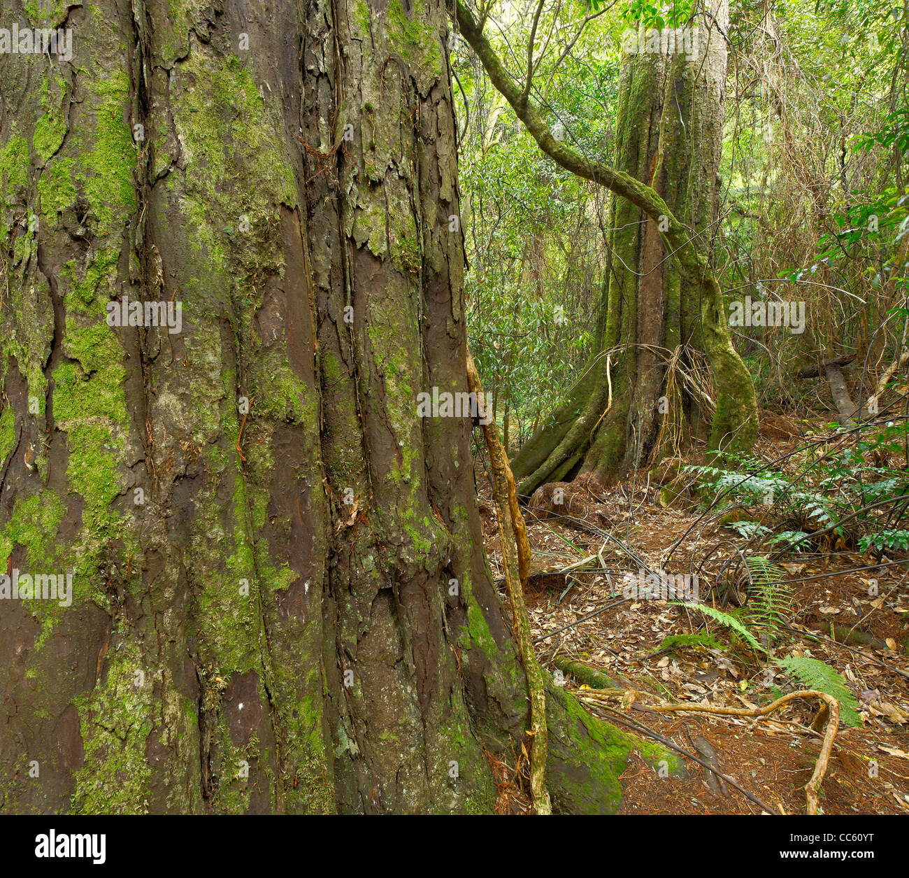 Tree and jungle surroundings in Kaitoke Regional Park, New Zealand
