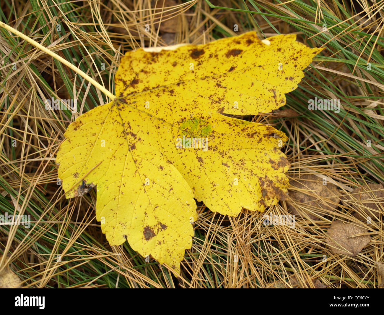 fallen off leaf in autumn / abgefallenes Blatt im Herbst Stock Photo