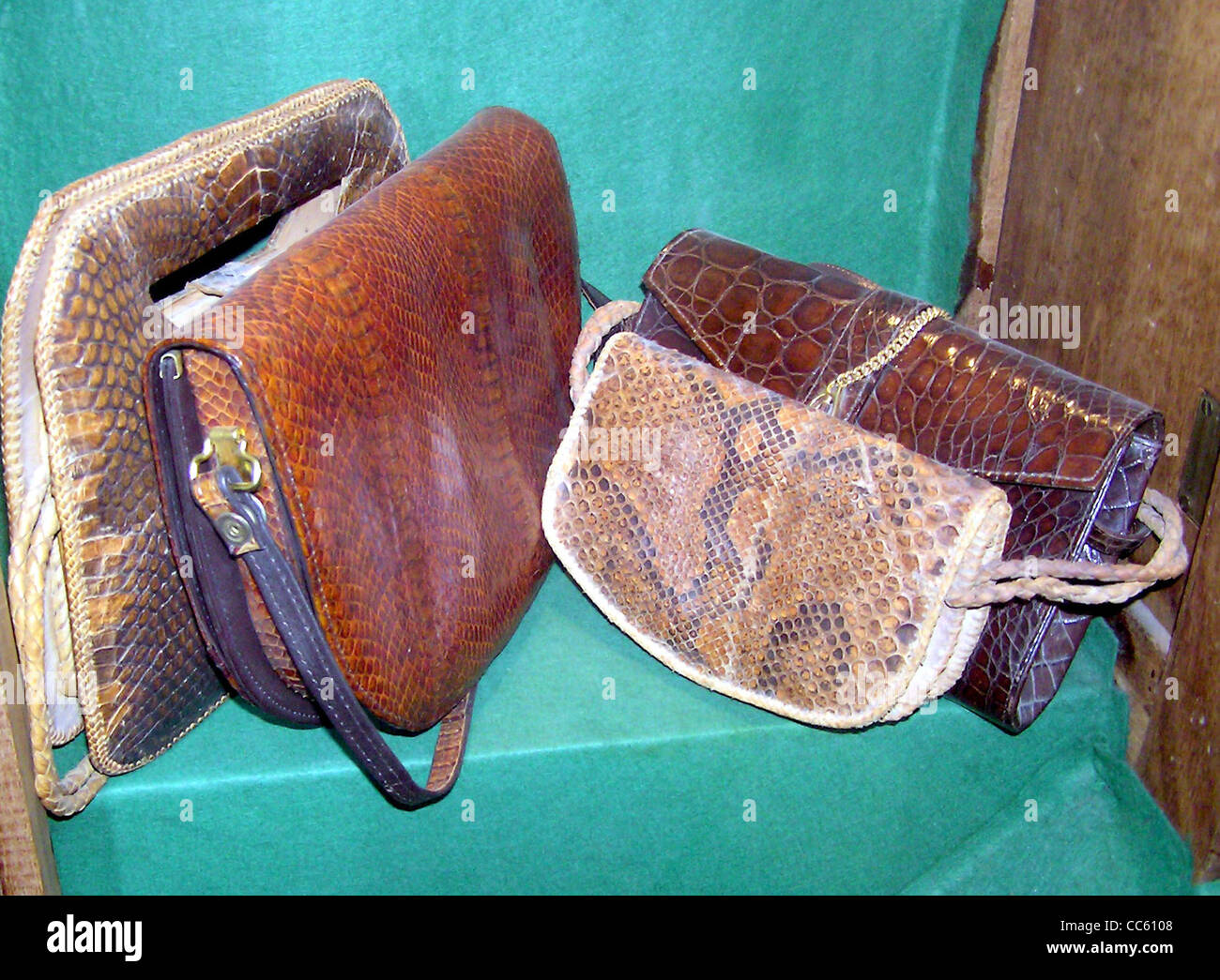 Crocodile skin handbag in a conservation exhibit at Bristol Zoo, Bristol, England. Stock Photo