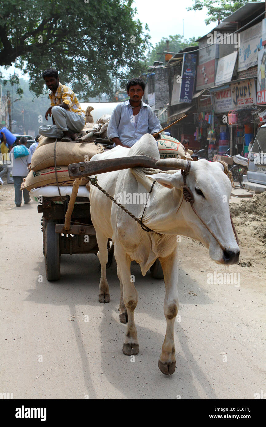 Indian man driving traditional cart pulled by cow. Delhi. India Stock Photo