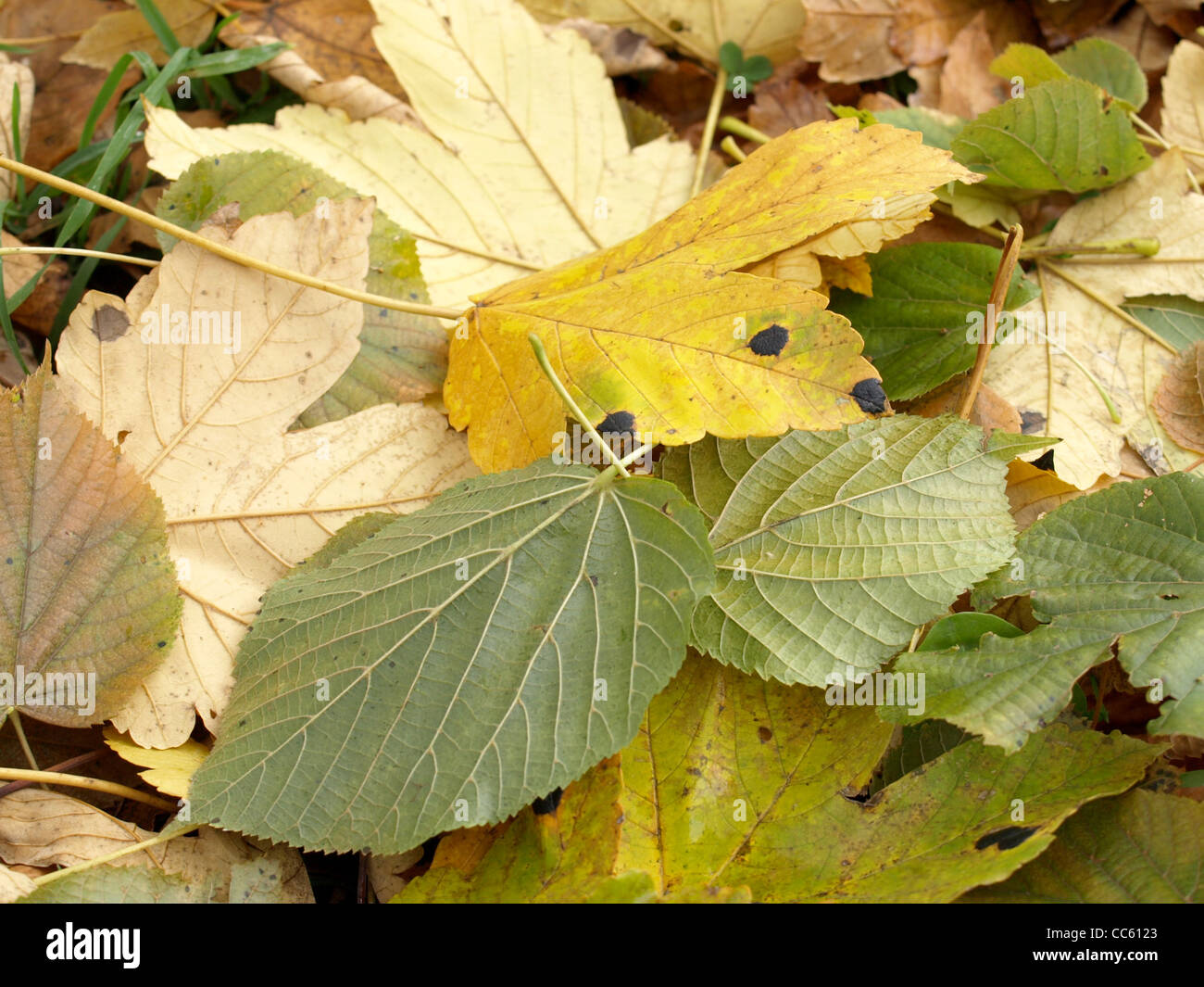 fallen off leaves in autumn / abgefallene Blätter im Herbst Stock Photo