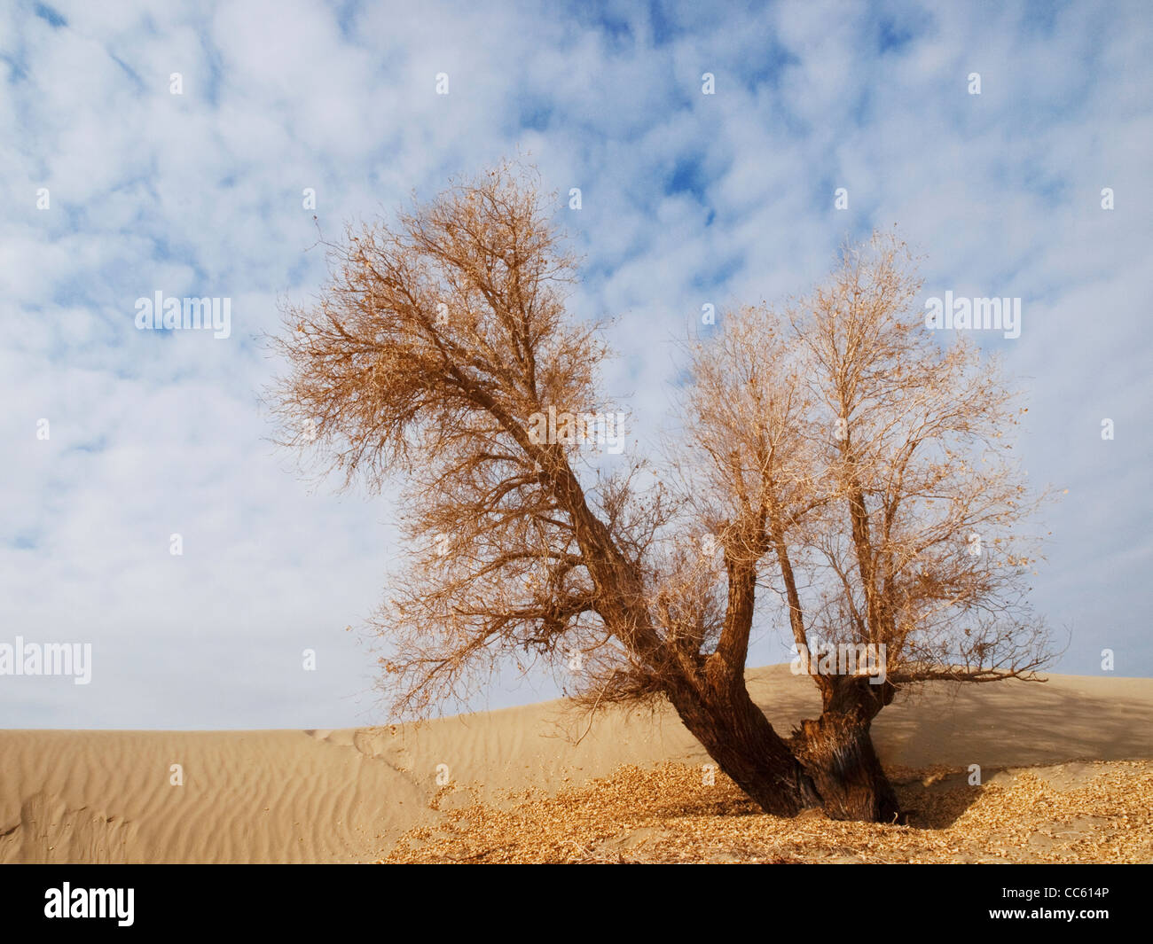 euphrates-poplar-tarim-euphrates-poplar-national-nature-reserve
