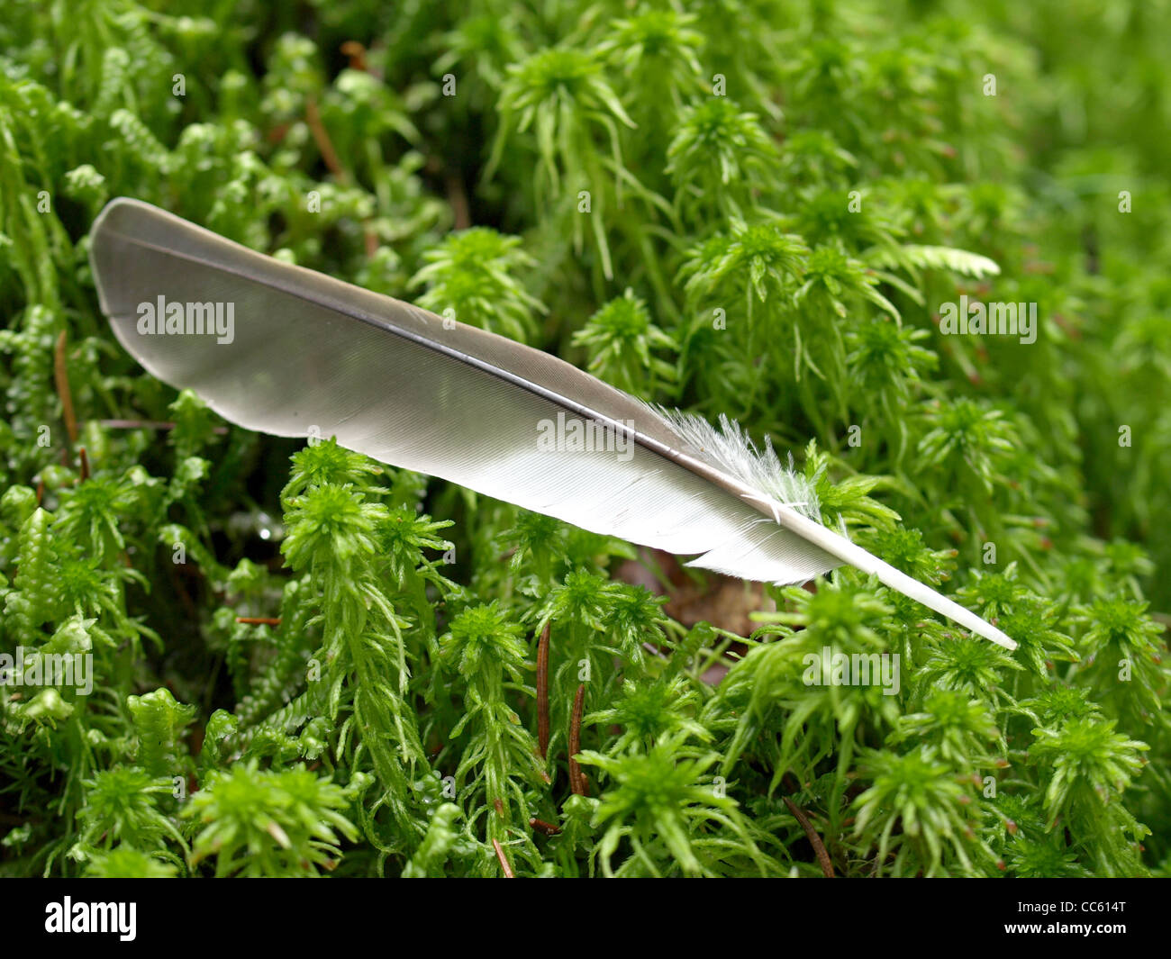 feather from a dove on moss / Feder einer Taube auf Moos Stock Photo