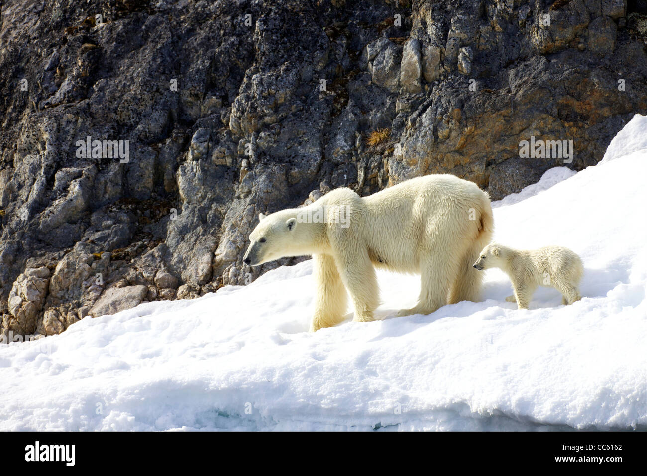 Polar Bear Mother And 6 Month Old Cub In Snowy Landscape In Arctic