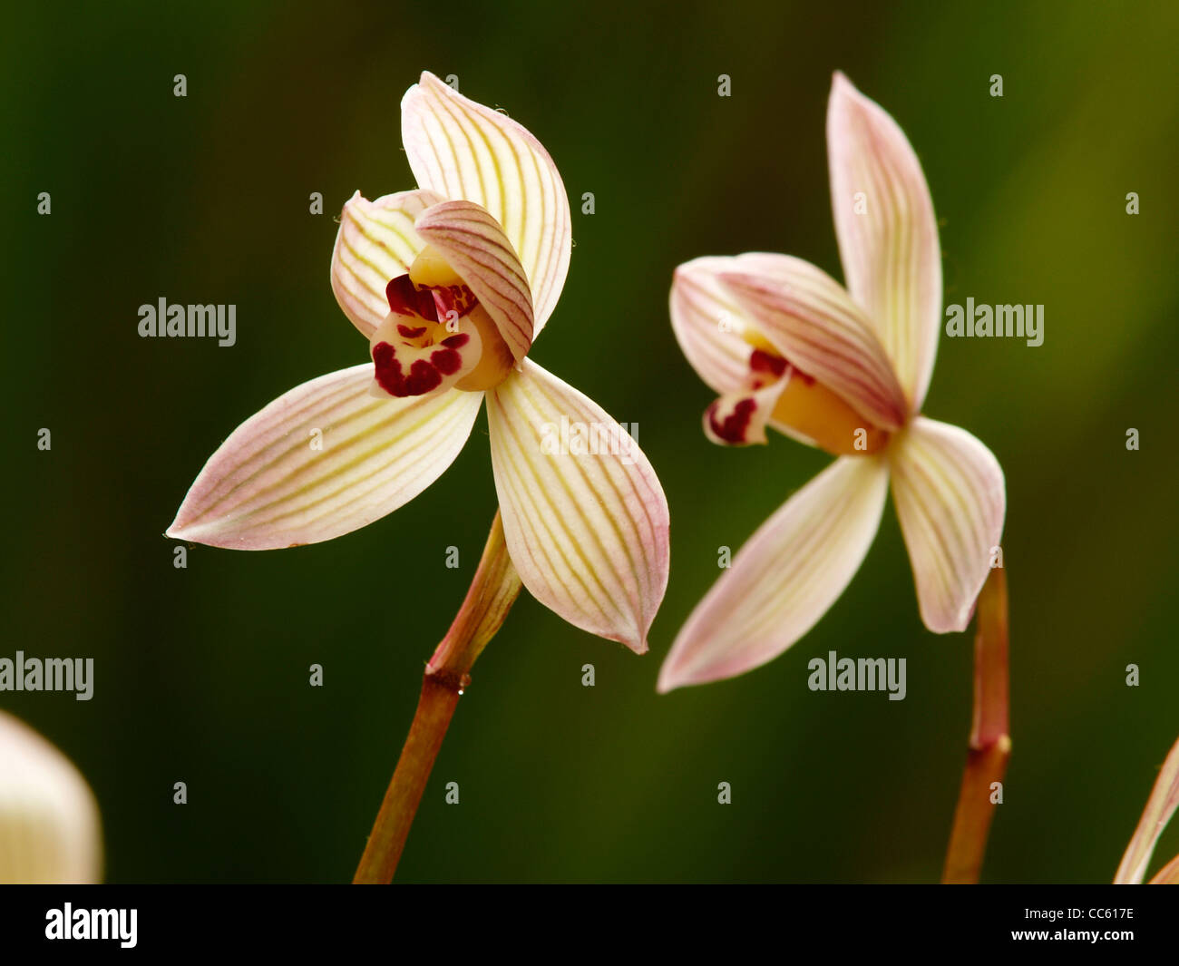 Blooming lianpan Miscanthus Orchid, China Stock Photo