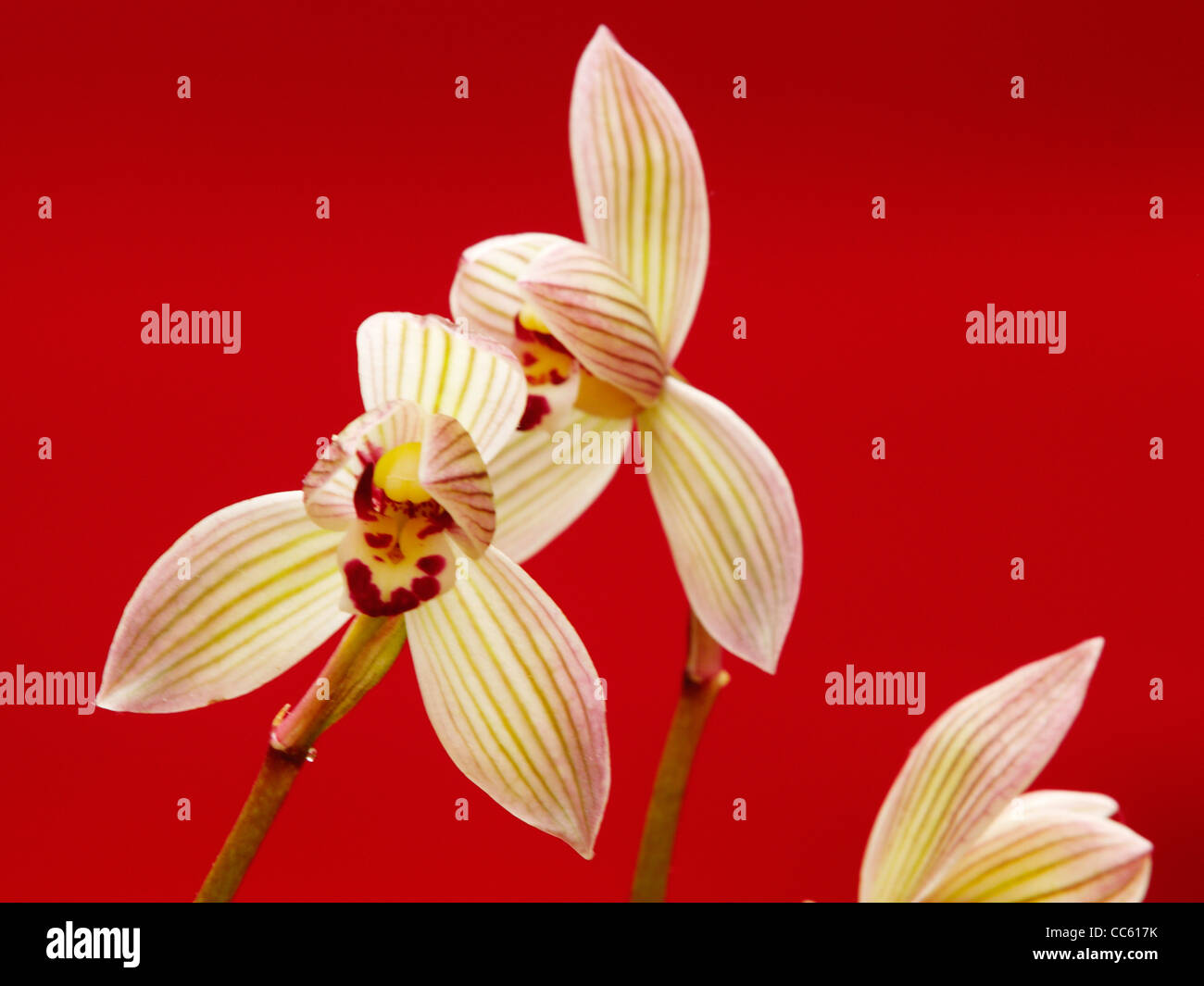 Blooming lianpan Miscanthus Orchid with red background, China Stock Photo