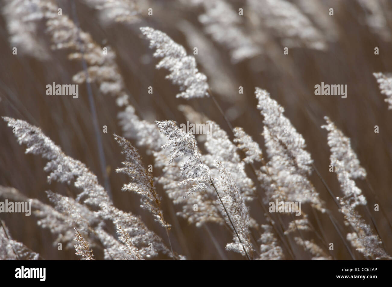 Common reed Phragmites australis collection of seed heads in winter Stock Photo