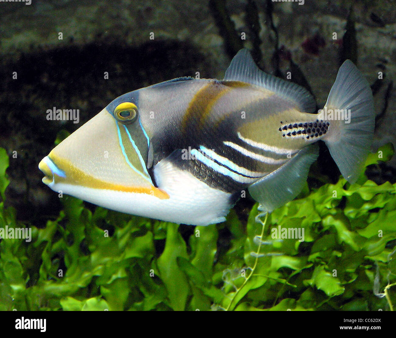 The Picasso triggerfish (Rhinecanthus aculeatus), located at Bristol ...