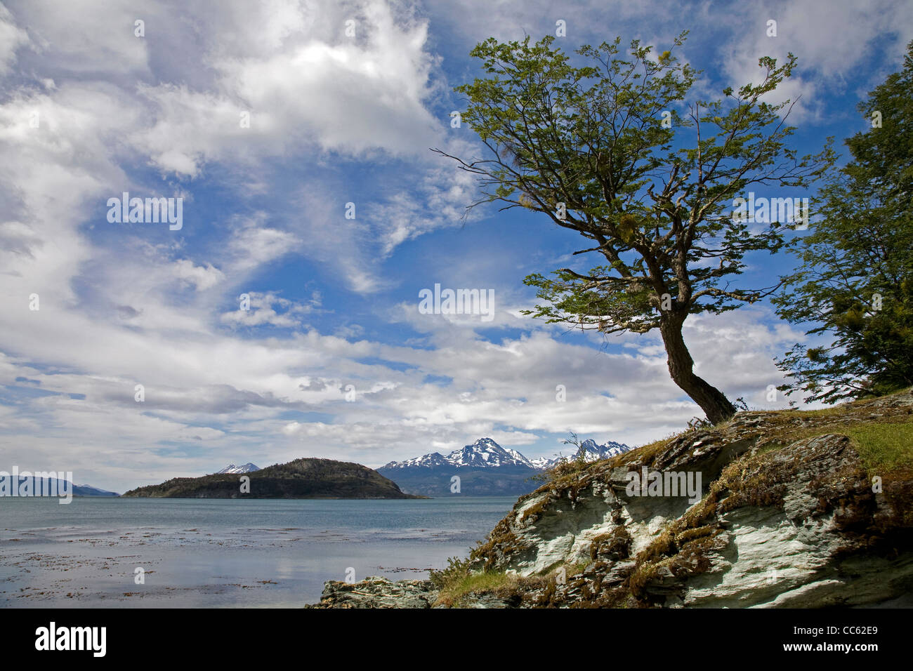 Lonely tree in the Tierra del Fuego National Park, Patagonia, Argentina Stock Photo