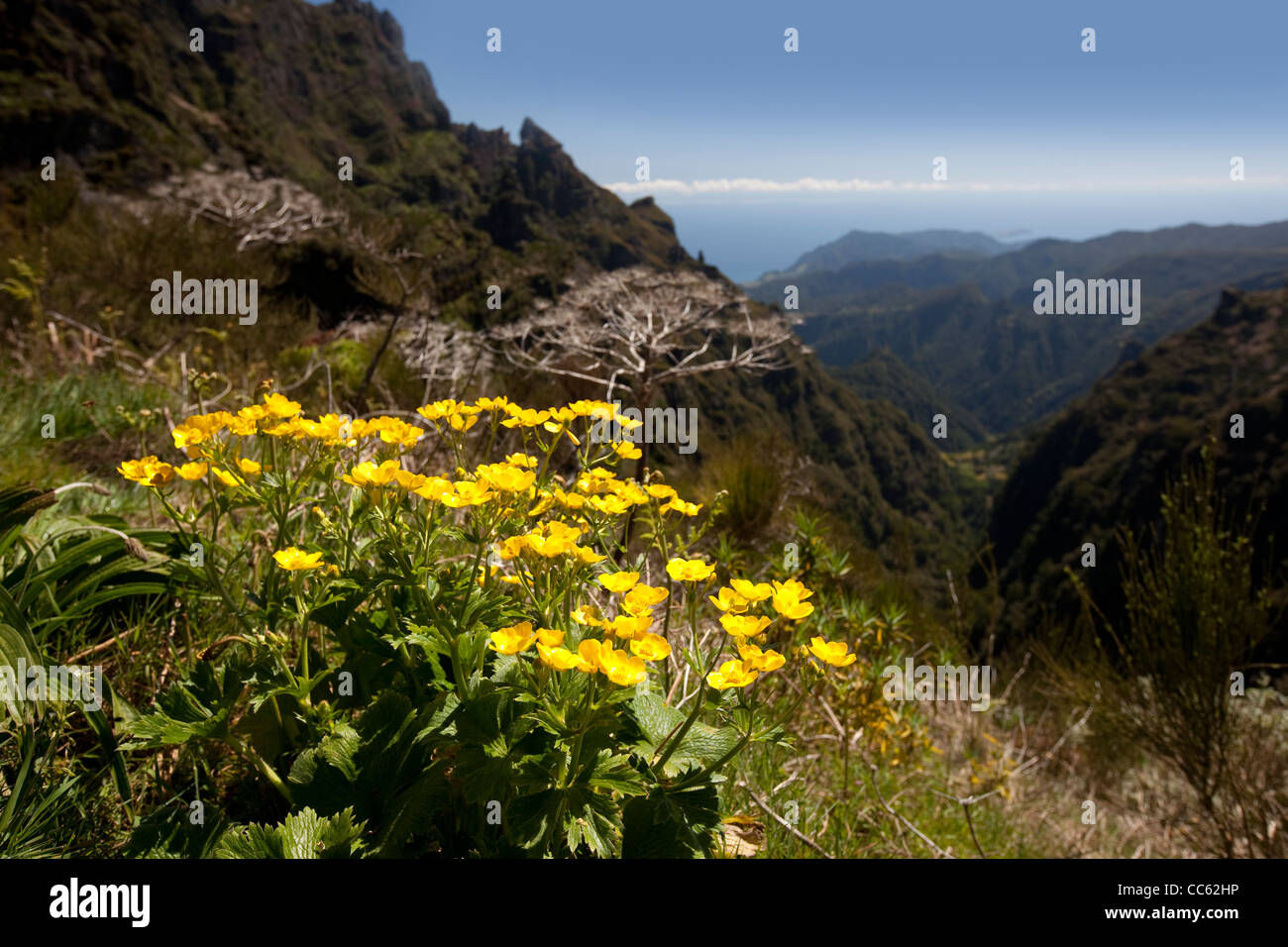 Madeira mountain scenery with a flower Stock Photo
