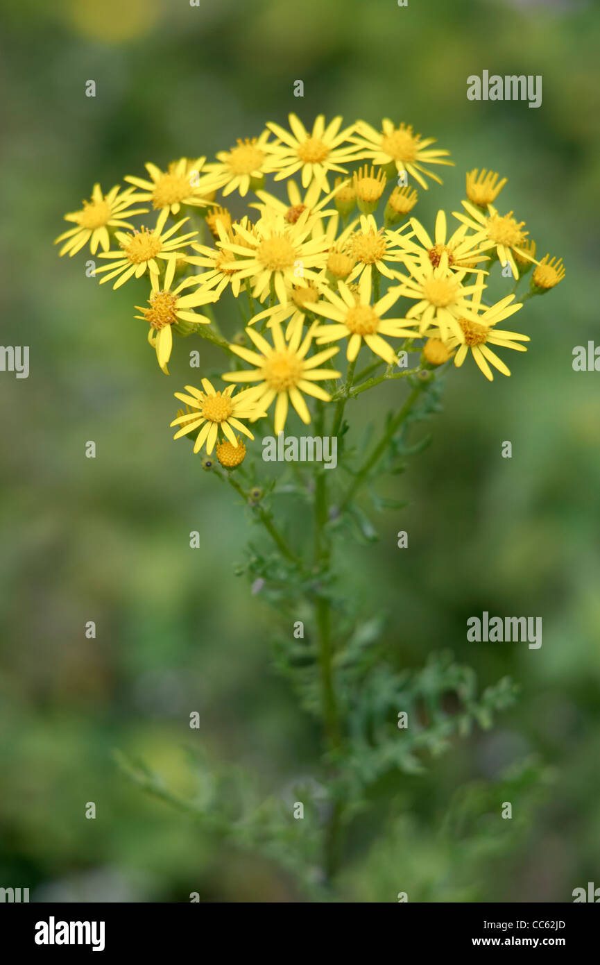 Common ragwort plants hi-res stock photography and images - Alamy