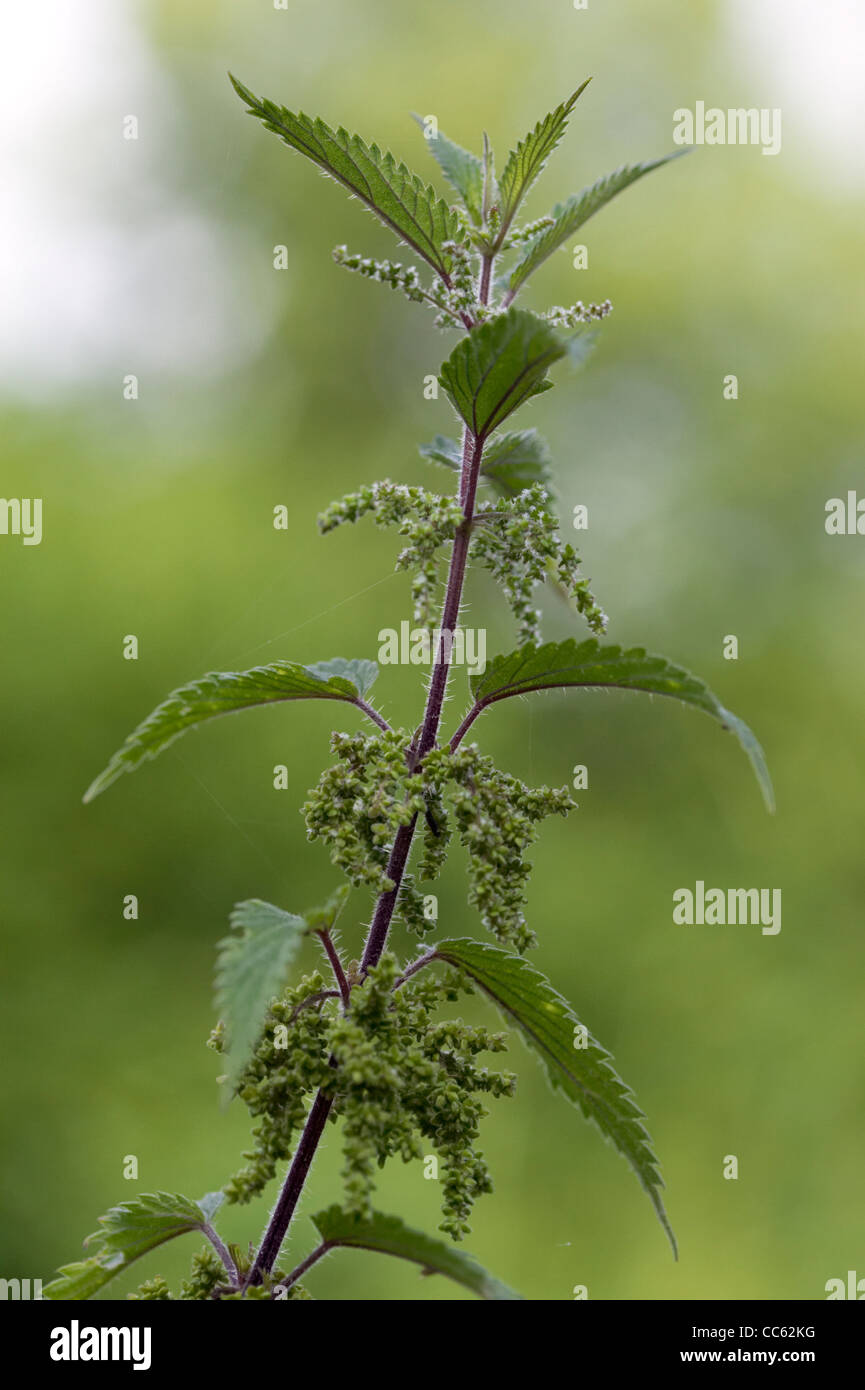 Stinging Nettle, Urtica dioica, flower Stock Photo - Alamy