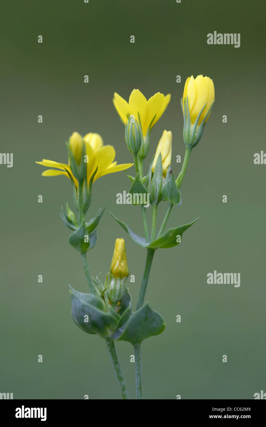 Yellow-Wort, Blackstonia perfoliata, flowers. Stock Photo