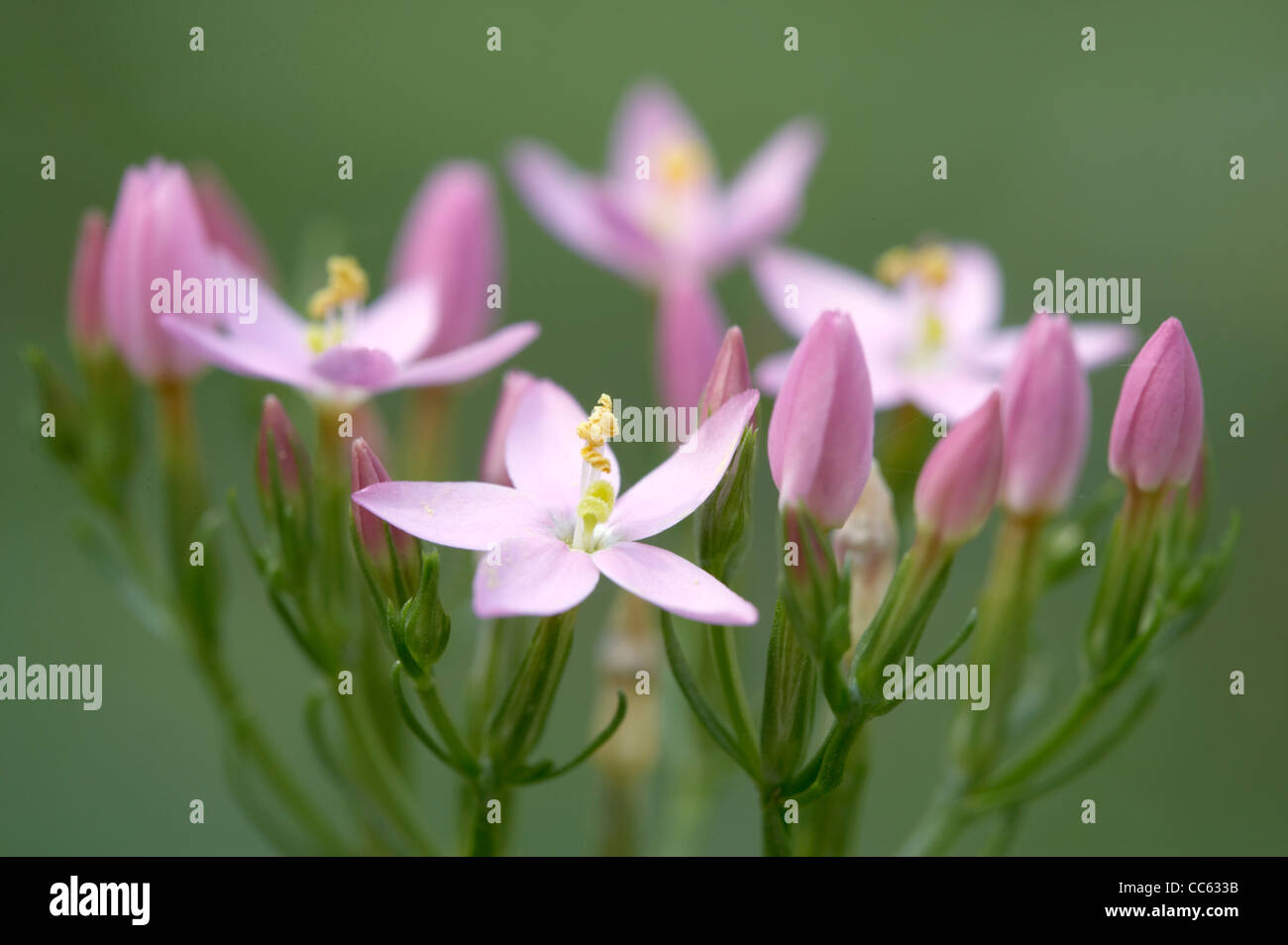 Common Centaury, Centaurium erythraea, flower head with single flower in focus Stock Photo