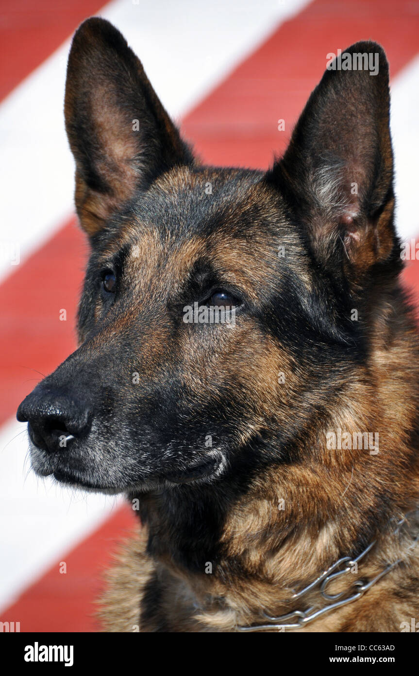 Old German Shepherd Dogs High Resolution Stock Photography And Images Alamy
