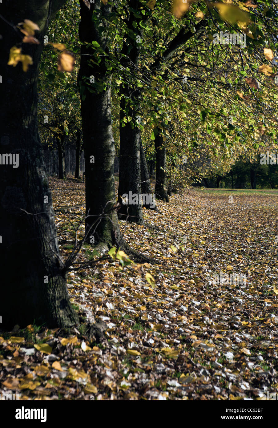Shallow focus image of trees in autumn Stock Photo