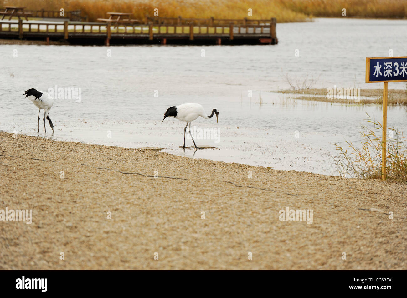 Red crowned crane china wetland hi-res stock photography and images - Alamy