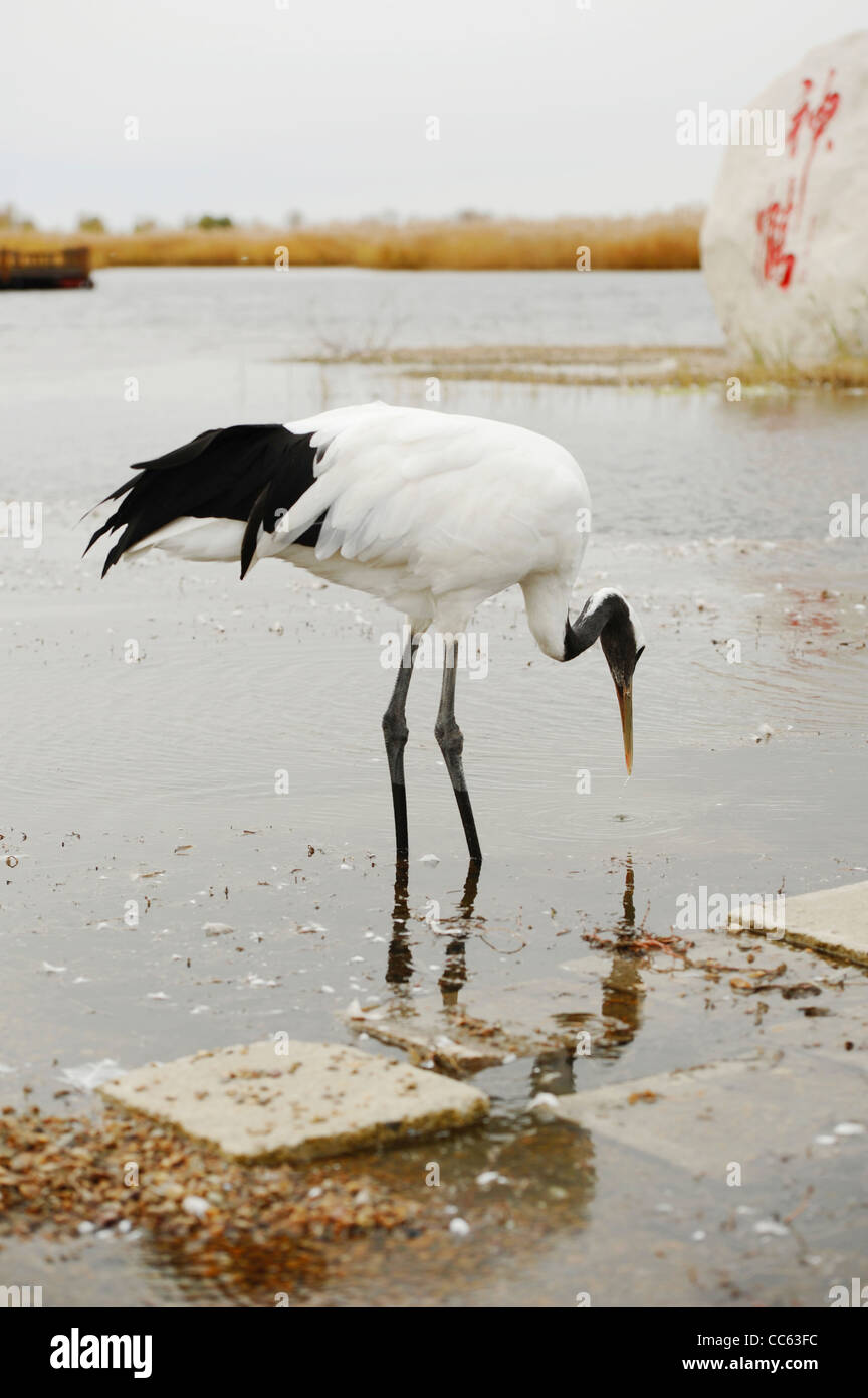 Red crowned crane china wetland hi-res stock photography and images - Alamy
